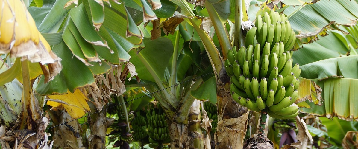 bananas-2424298_1280.jpg